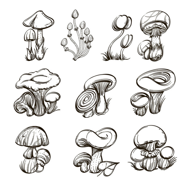 Forest mushrooms. Set of outline vector illustrations isolated on white background. - Vecteur, image