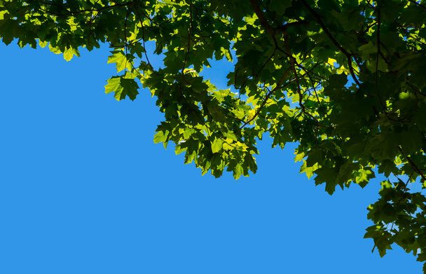 Πράσινα φύλλα από έναν σφένδαμνο ενάντια σε ένα καταγάλανο ουρανό. - Φωτογραφία, εικόνα