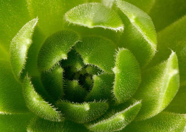 Echeviera zöld levelek textúra háttér makró zöld növényi a kertben közelről - Fotó, kép
