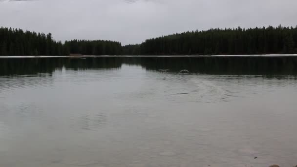 Ganso de Canadá despegando - Dos Jack Lake - Banff NP, Canadá
 - Imágenes, Vídeo