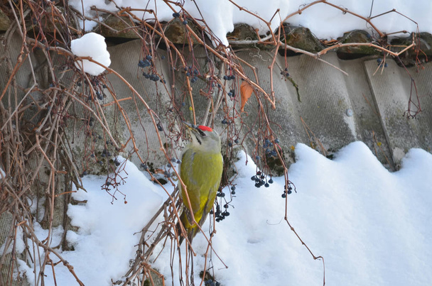 Grey-headed woodpecker - Picus canus. Also known as the grey-faced woodpecker. Woodpecker sits on the roof in the winter. Fauna of Ukraine. - Photo, Image