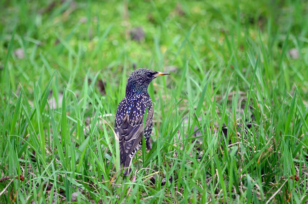 Common starling - Sturnus vulgaris. Starling in a green grass in the spring day. Fauna of Ukraine. - Foto, afbeelding