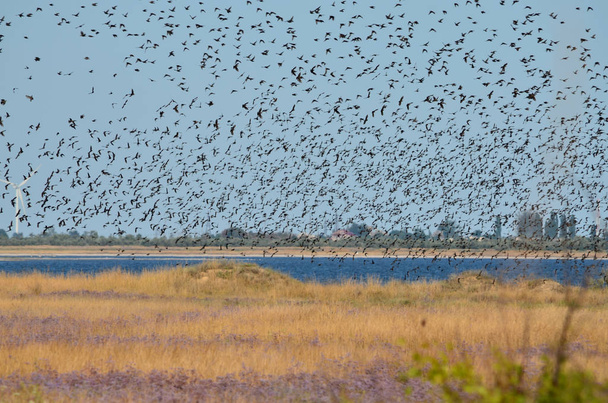 Büyük bir göl üzerinde uçan sığırcık sürüsü. Kherson region, Ukrayna. - Fotoğraf, Görsel