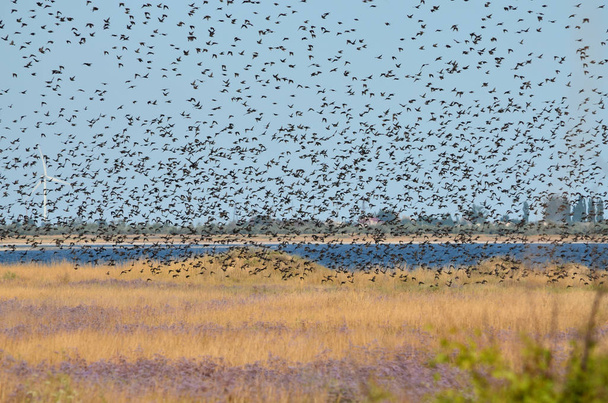 A flock of starlings flying in the sky. Kherson region, Ukraine. - Foto, imagen