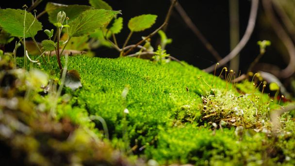 Micro Scene Forest Soil Moss and Plant at black forest germany - Photo, Image