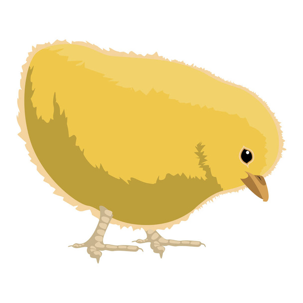 Isolated cute chicken - Вектор,изображение