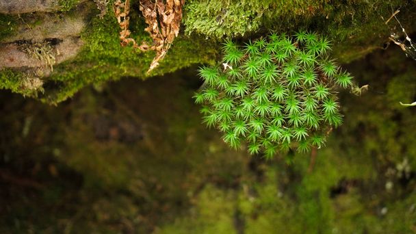 Moos kasvaa kalliolla Musta metsä Saksa
 - Valokuva, kuva