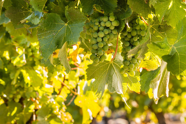 zbliżenie z białych winogron pęczki dojrzewania na winorośli w winnicy - Zdjęcie, obraz