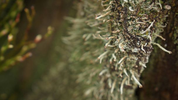 Λειχήνες που αναπτύσσονται πάνω σε ένα δέντρο ραβδί μαύρο δάσος της Γερμανίας - Φωτογραφία, εικόνα