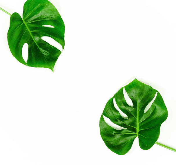 monstera with green leaves on white background - Photo, Image
