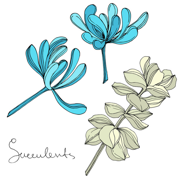 Vector Succulent floral botanical flower. Engraved ink art. Isolated succulents illustration element. - Vector, Image