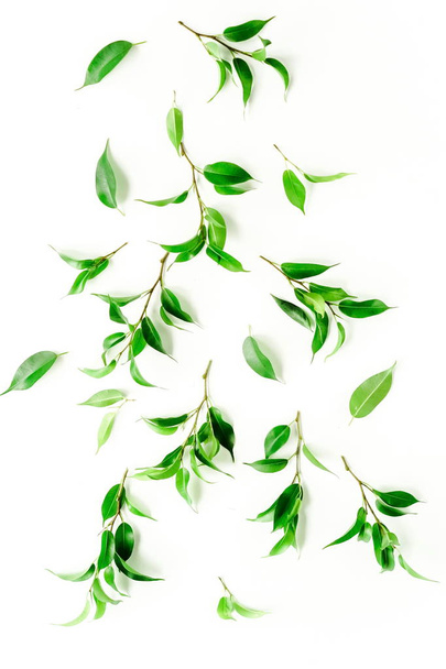 plants with green leaves on white background - Foto, Bild