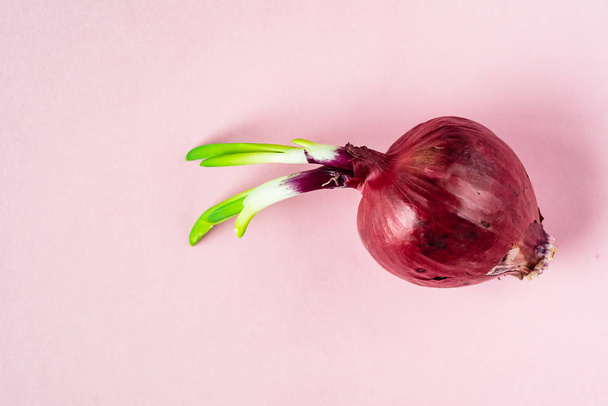 Bulbo entero cebolla roja con brotes verdes frescos en el fondo rosa
 - Foto, imagen
