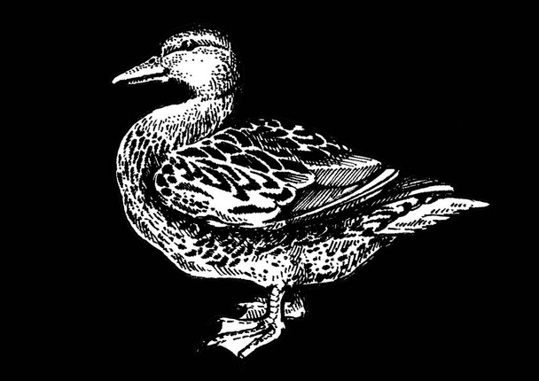 Duck, bird. Vintage retro style classic illustration for steak house, menu, package - Photo, Image