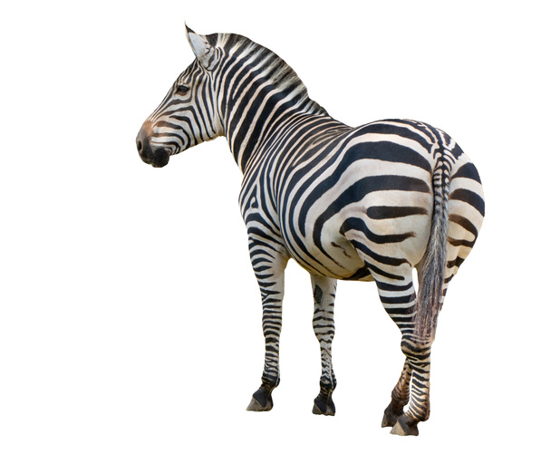 зебра изолирована на белом фоне - Фото, изображение