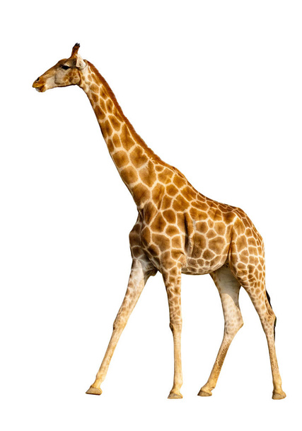 жираф изолированы на белом фоне - Фото, изображение