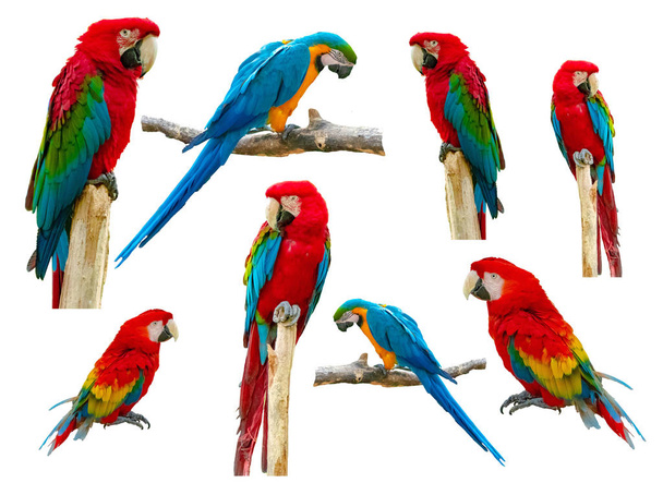 Macaw Papuga odizolowana na białym tle - Zdjęcie, obraz