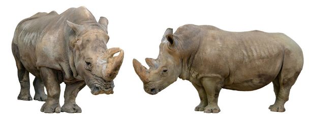 rinoceronte isolado sobre fundo branco
 - Foto, Imagem
