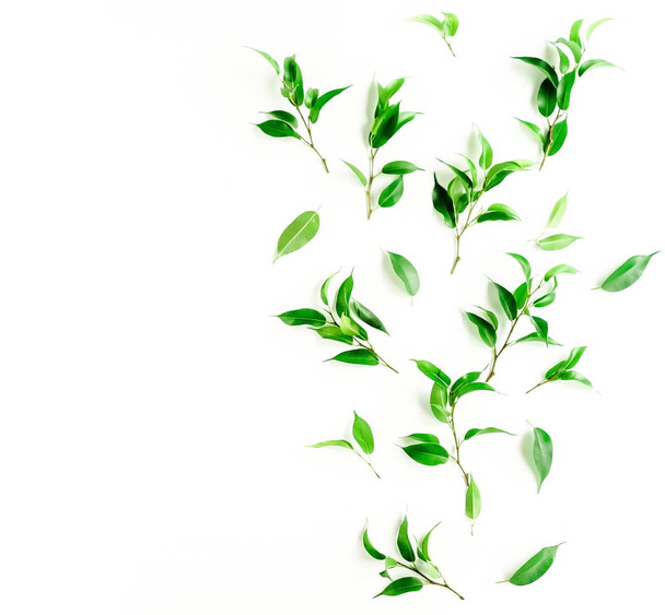plants with green leaves on white background - Foto, Imagem