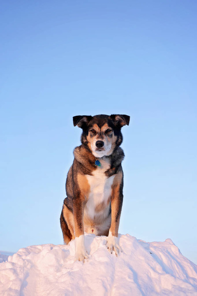 Duży czarny mix Owczarek niemiecki pies rasy stoi na szczycie bank wysoki śnieg na zimowe wieczory. - Zdjęcie, obraz