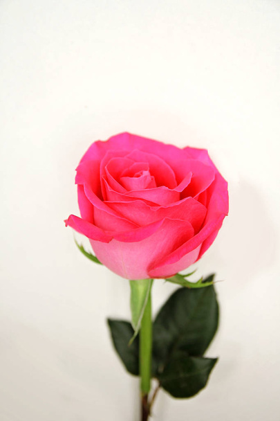 eine einzige helle rosa Teerose steht in voller Blüte und ist auf weißem Hintergrund isoliert. - Foto, Bild