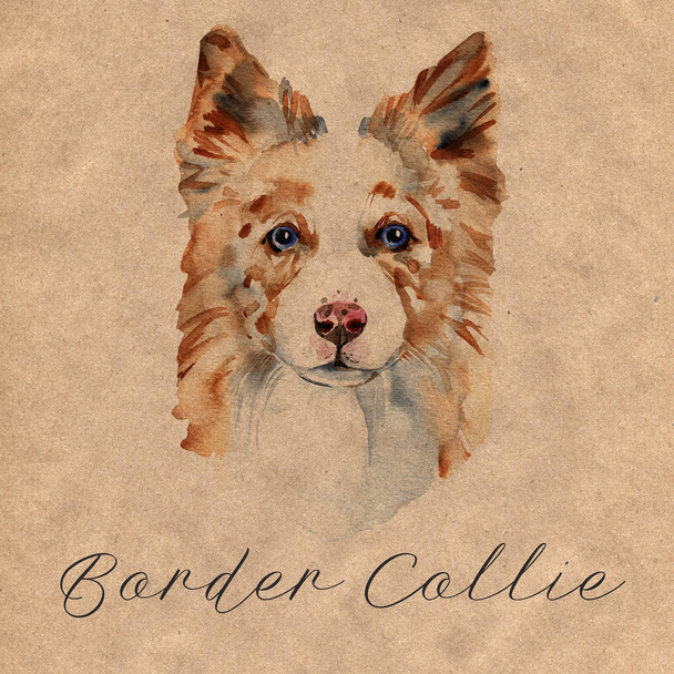 Border Collie. Portréja egy kutya. Aranyos kiskutya elszigetelt fehér background. Ausztrál juhászkutya. Kézzel rajzolt ábra. - Fotó, kép