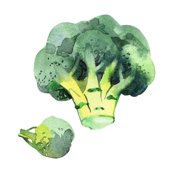 Watercolor vegetable broccoli isolated on a white background. Hand painting - Zdjęcie, obraz