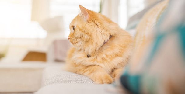 Piękne długie włosy imbir kot leżący na kanapie w słoneczny dzień w domu - Zdjęcie, obraz