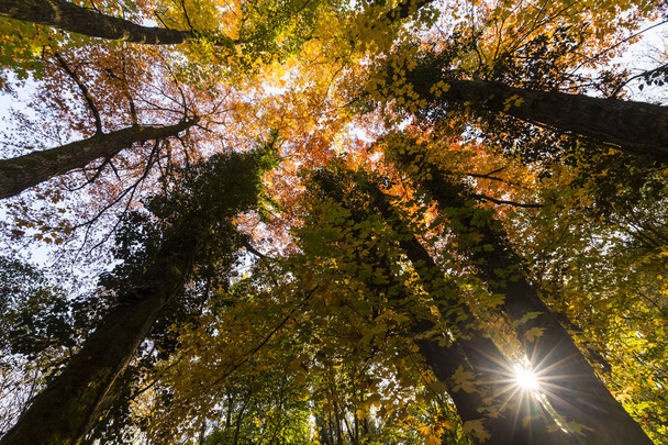 Colores de otoño vibrantes en un día soleado en el bosque
 - Foto, Imagen
