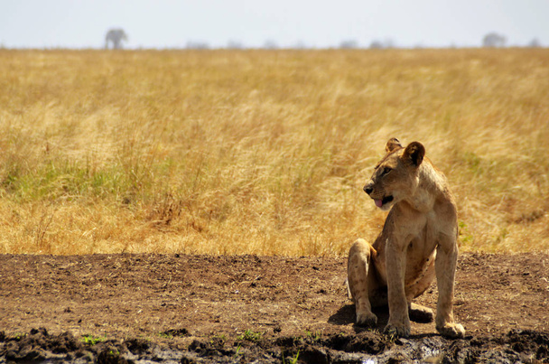 Leonessa seduta di fronte, Kenya, Africa
 - Foto, immagini