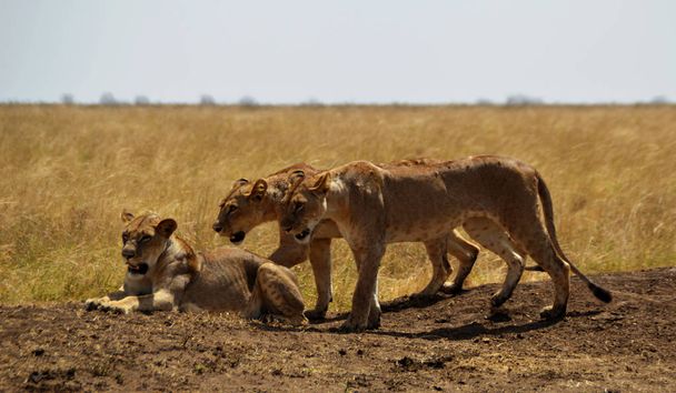 Drie Leeuwin zoekt prooi, Kenia, Afrika  - Foto, afbeelding