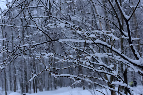 Beautiful winter trees branches with a lot of snow. - Foto, afbeelding