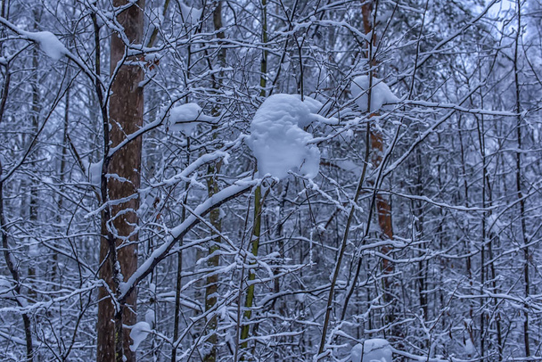 Όμορφα χειμερινά δέντρα κλαδιά με πολύ χιόνι. - Φωτογραφία, εικόνα