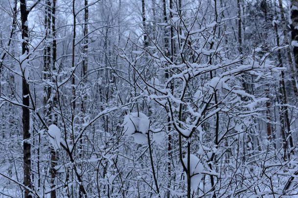 Beautiful winter trees branches with a lot of snow. - Photo, Image