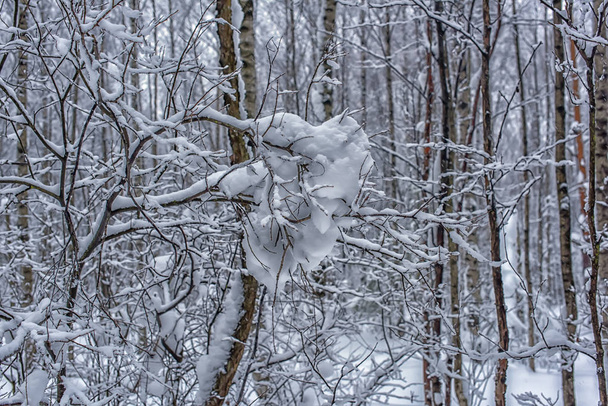 Beautiful winter trees branches with a lot of snow. - Foto, Imagen