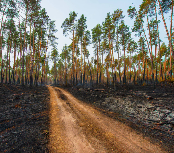 Krajobraz po pożarze w sosnowym lesie - Zdjęcie, obraz
