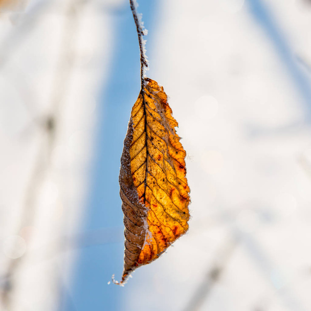 Dry leaf on a background of snow on a sunny day, winter season - Фото, изображение