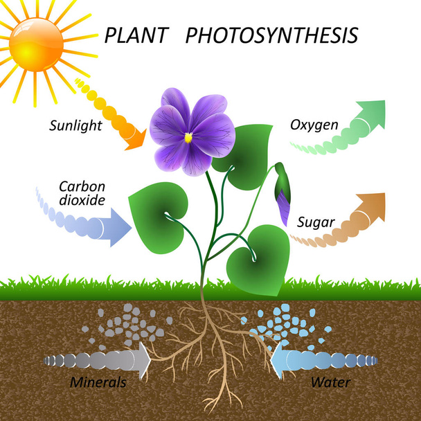 Vektordiagramm der pflanzlichen Photosynthese, Poster zur naturwissenschaftlichen Ausbildung Botanik, Illustration zum Studium der Biologie. - Vektor, Bild