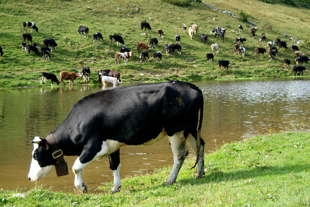 Paisaje de montaña con vacas en pastoreo
 - Foto, imagen