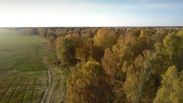 aerial flight over yellow birch wood by green field - Imágenes, Vídeo