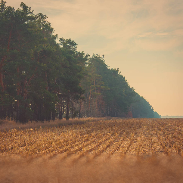 Pine forest on the edge of the harvested cornfield - Photo, image