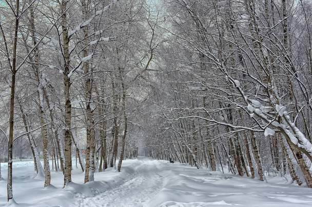 beautiful white snowy forest road - Foto, afbeelding