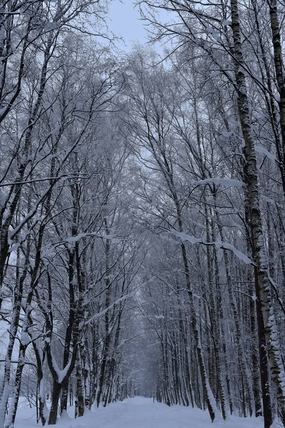 beautiful white snowy forest road - Фото, изображение