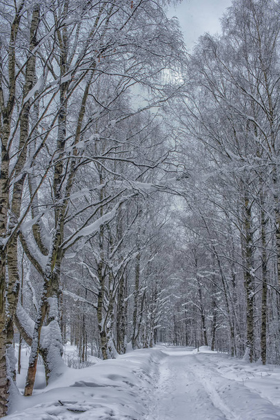 beautiful white snowy forest road - Foto, afbeelding