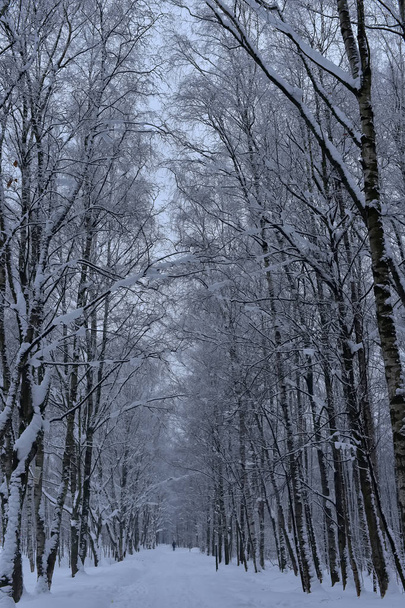 beautiful white snowy forest road - Fotó, kép