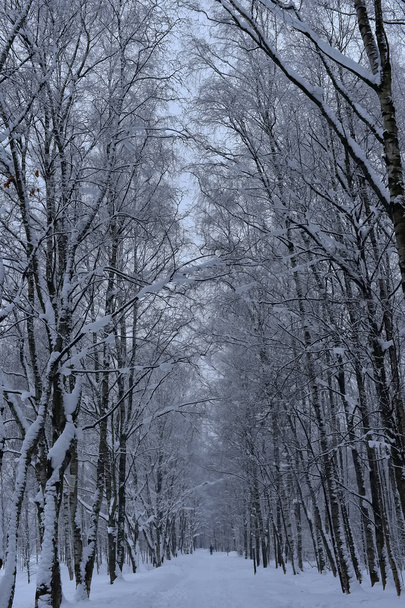 beautiful white snowy forest road - Φωτογραφία, εικόνα