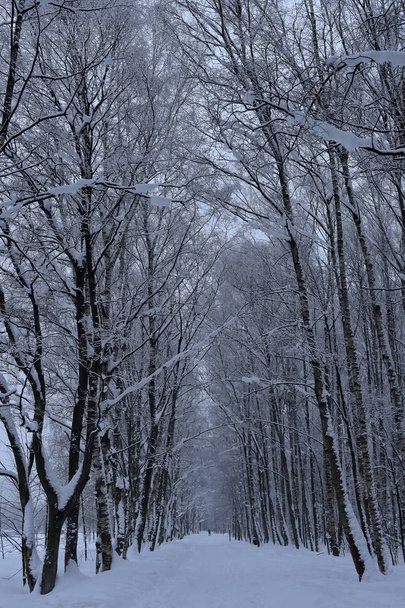 Winter road covered in snow through a forest - Foto, immagini