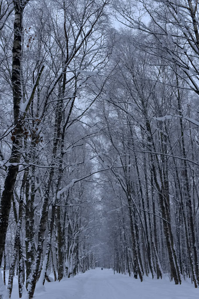 Winter road covered in snow through a forest - Photo, Image