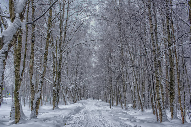 Winter road covered in snow through a forest - Φωτογραφία, εικόνα