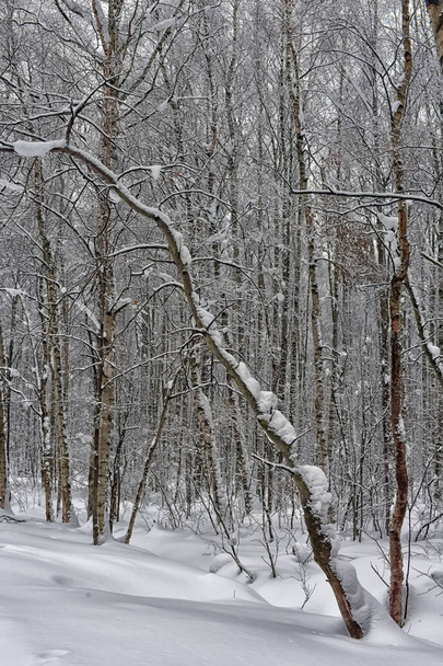 trees in the forest and a lot of snow - Photo, image